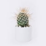 cactus3-free-img